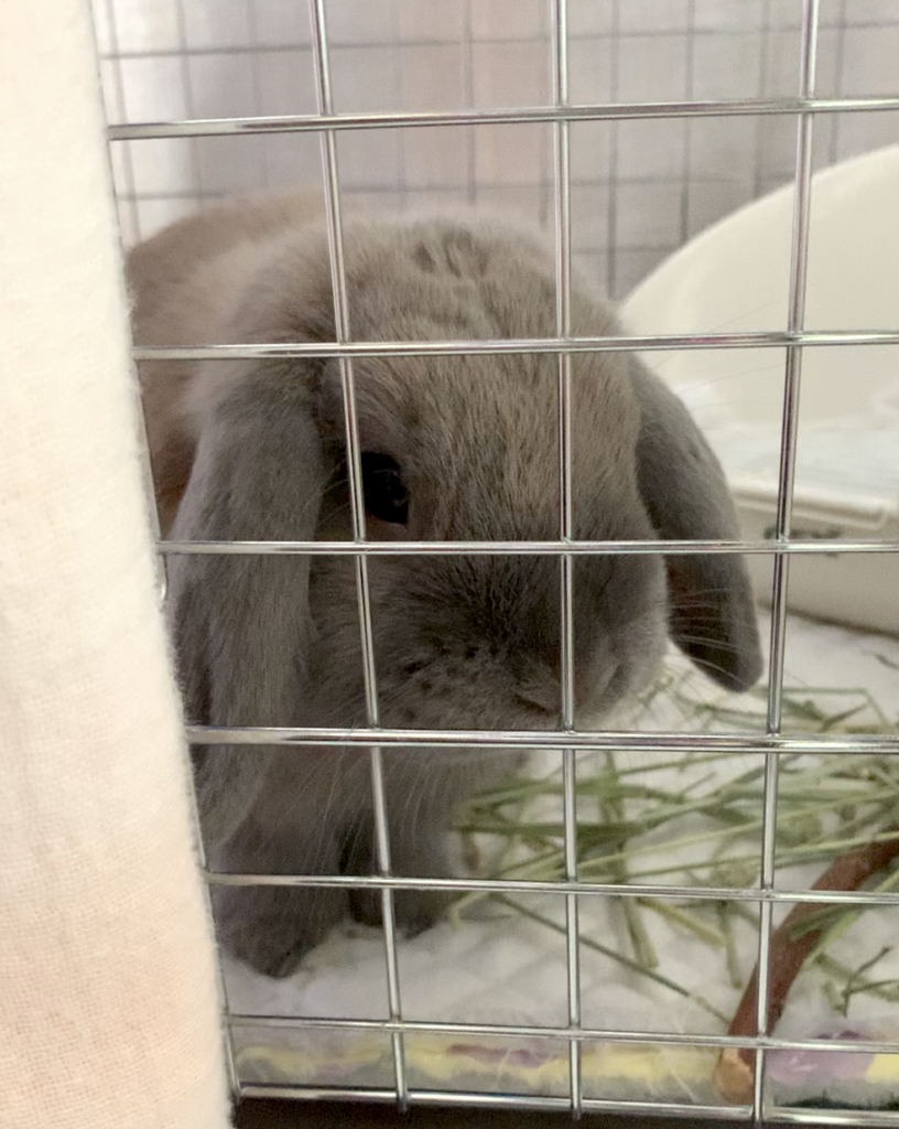 ホーランドロップのアンティ